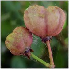 Attēlu rezultāti vaicājumam “Euonymus europaeus bud”