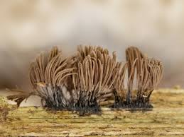 Attēlu rezultāti vaicājumam “Diderma ochraceum young”