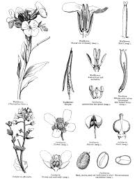 Attēlu rezultāti vaicājumam “Cruciferae”