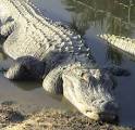 http://static.ddmcdn.com/gif/alligator-sunning.jpg