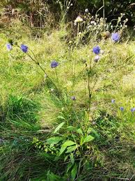 Image result for Succisa pratensis