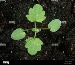 Attēlu rezultāti vaicājumam “Lamium amplexicaule leaf”