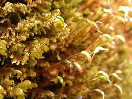 Attēlu rezultāti vaicājumam “Palustriella falcata”