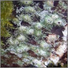 Attēlu rezultāti vaicājumam “Pertusaria leioplaca”