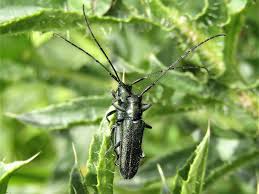 Attēlu rezultāti vaicājumam “Athous sp.”