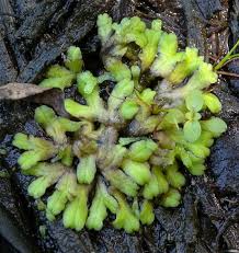 Attēlu rezultāti vaicājumam “Ricciocarpos natans”