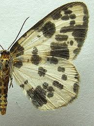 Attēlu rezultāti vaicājumam “Abraxas sylvata”