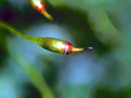 Attēlu rezultāti vaicājumam “Fissidens bryoides sporophyte”