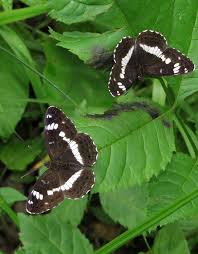 Attēlu rezultāti vaicājumam “Limenitis camilla”