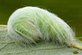 Attēlu rezultāti vaicājumam “Acronicta leporina larva”