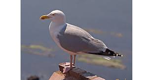 Attēlu rezultāti vaicājumam “Larus argentatus”