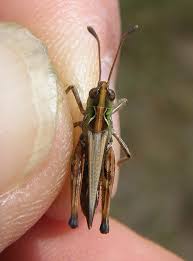 Attēlu rezultāti vaicājumam “Myrmeleotettix maculatus”