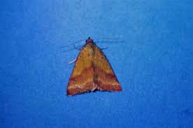 Attēlu rezultāti vaicājumam “Phytometra viridaria”