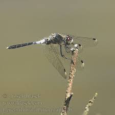 Attēlu rezultāti vaicājumam “Leucorrhinia albifrons female”