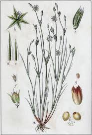 Attēlu rezultāti vaicājumam “Juncus bufonius fruit”