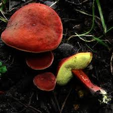 Attēlu rezultāti vaicājumam “Xerocomus rubellus”