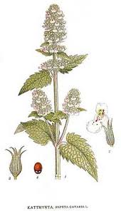 Image result for Nepeta cataria
