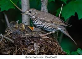 Attēlu rezultāti vaicājumam “Turdus philomelos nest”
