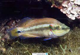 Image result for Symphodus bailloni