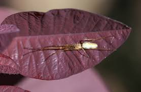 Attēlu rezultāti vaicājumam “Tetragnatha extensa”