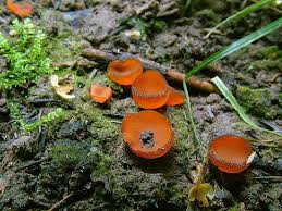 Attēlu rezultāti vaicājumam “Melastiza chateri”