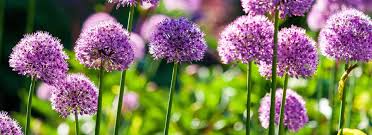 Image result for Zierlauch