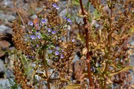 Attēlu rezultāti vaicājumam “Veronica anagallis-aquatica leaf”
