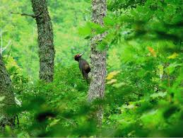 Attēlu rezultāti vaicājumam “Dryocopus martius”