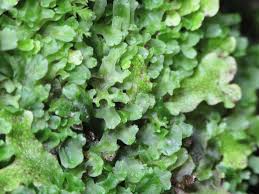 Attēlu rezultāti vaicājumam “Chiloscyphus polyanthos sporophyte”