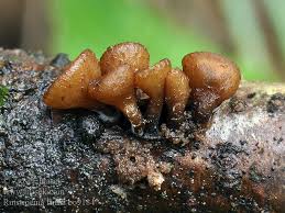 Attēlu rezultāti vaicājumam “Rutstroemia firma”