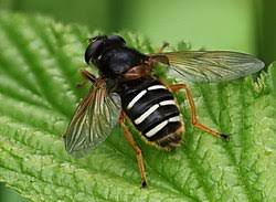 Attēlu rezultāti vaicājumam “Sericomyia lappona”