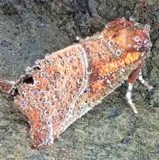 Attēlu rezultāti vaicājumam “Scoliopteryx libatrix”