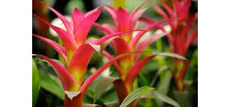 Картинки по запросу гусмания