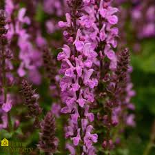 Attēlu rezultāti vaicājumam “Salvia nemorosa fruit”