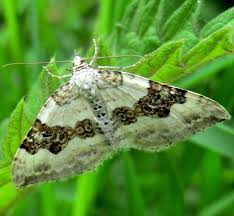 Attēlu rezultāti vaicājumam “Colostygia pectinataria female”