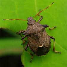 Attēlu rezultāti vaicājumam “Pinthaeus sanguinipes imago”