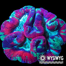 Attēlu rezultāti vaicājumam “Trachyspora intrusa”