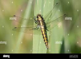 Attēlu rezultāti vaicājumam “Orthetrum cancellatum”