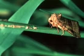 Attēlu rezultāti vaicājumam “Hydraecia micacea”