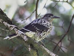 Image result for Nucifraga caryocatactes