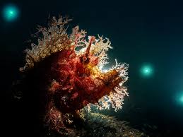 Attēlu rezultāti vaicājumam “Phronia sp.”