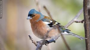 Attēlu rezultāti vaicājumam “Fringilla coelebs”