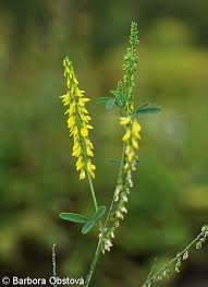 Attēlu rezultāti vaicājumam “Melilotus wolgicus flower”