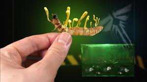 Attēlu rezultāti vaicājumam “Cordyceps”