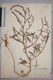 Attēlu rezultāti vaicājumam “Atriplex littoralis”