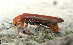 Attēlu rezultāti vaicājumam “Hylecoetus dermestoides”