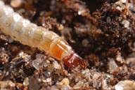 Attēlu rezultāti vaicājumam “Poecilus cupreus”