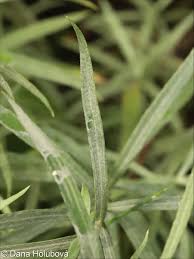 Attēlu rezultāti vaicājumam “Anaphalis margaritacea leaf”