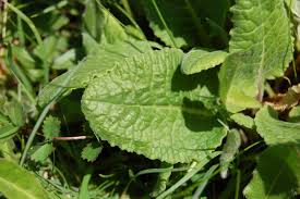 Attēlu rezultāti vaicājumam “Primula veris leaf”