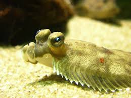 Image result for Pleuronectes platessa